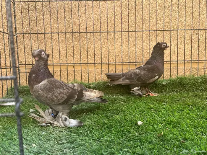 زوج أوزبك براون شيك 3