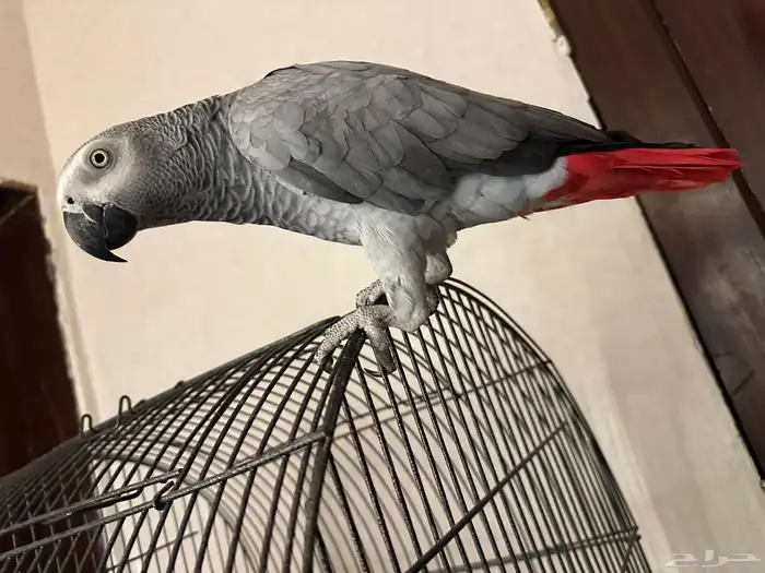 كاسكو متكلم 4