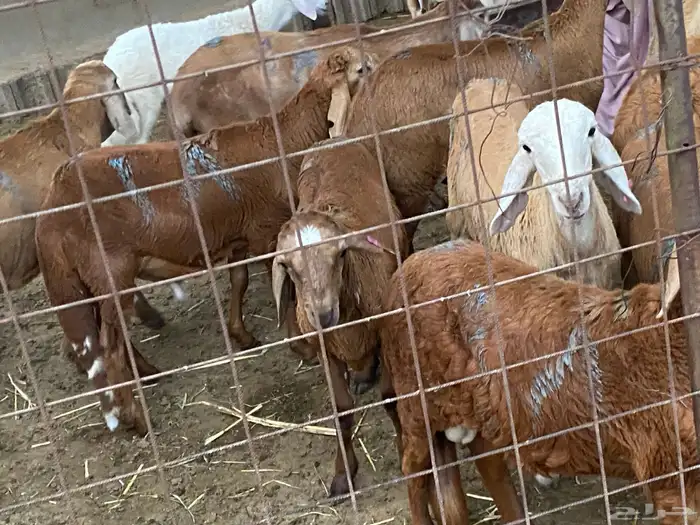 سواكن جذعان 3