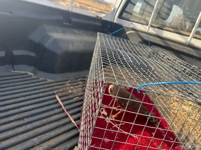 للبيع صقر الباشق 0