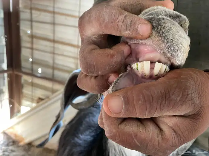 عنز عارضيه متوم بتيس وجفره 5