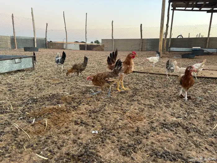 دجاج بشاير العمر من 4 الي خمس تقريبا 4