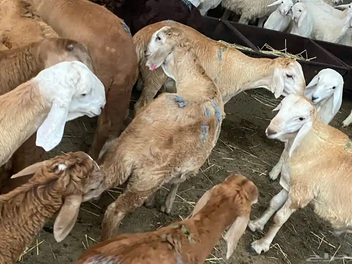 سواكن جذعان 0