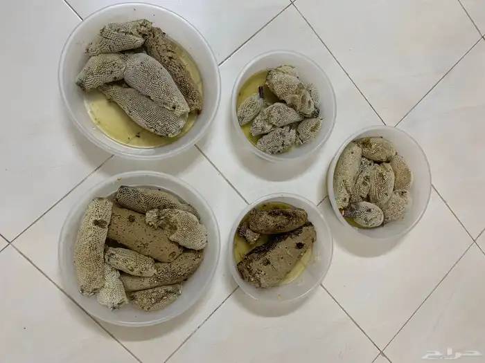 عسل بري (جبلي) 9 كيلو ونص 0