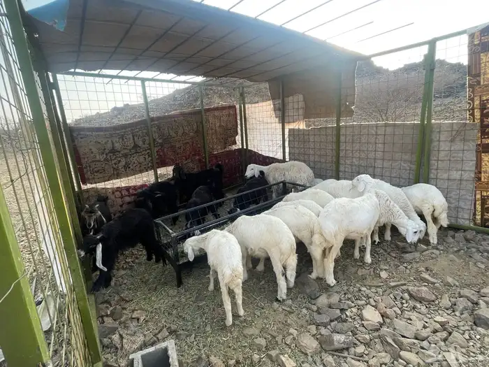 تيوس وطليان على السوم 0