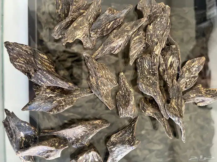 عود كلمنتان ملكي 0