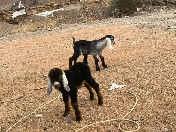 دواغير تيوس عوارض يرضعن من اي شاه 5