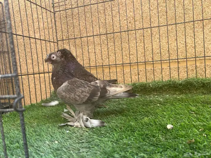 زوج أوزبك براون شيك 2