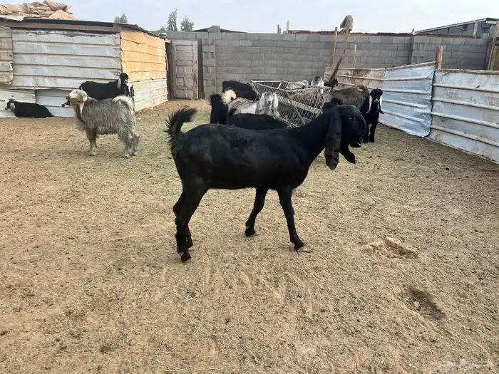 جفره عمرها 10 شهور 2