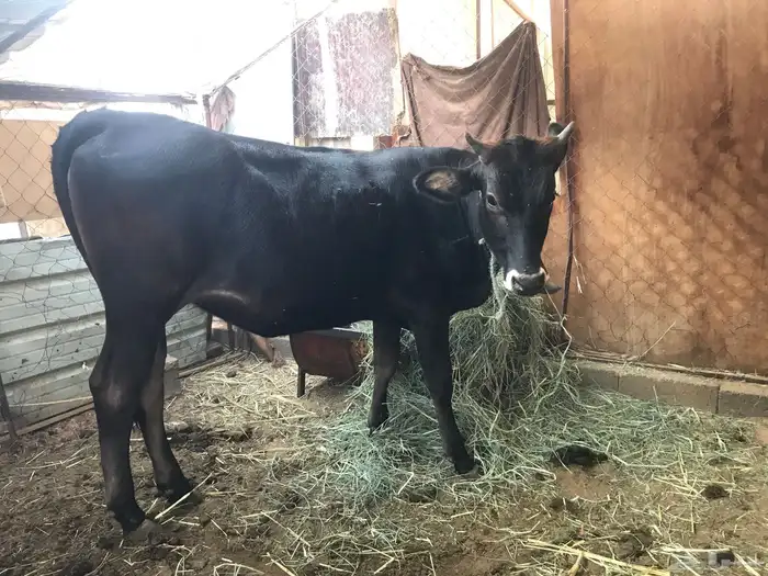 عجله سليمه من جميع الامراض 0