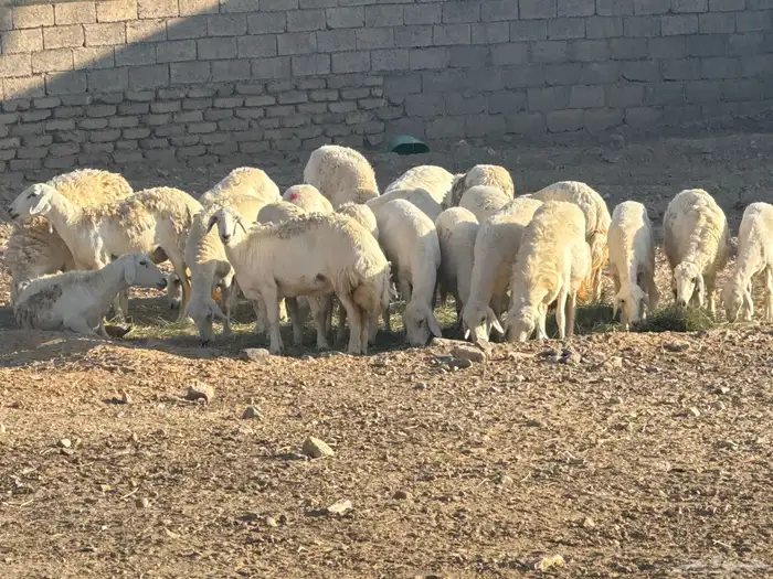 ضان حرش 23 بافحل ومعها 4 رخال 1