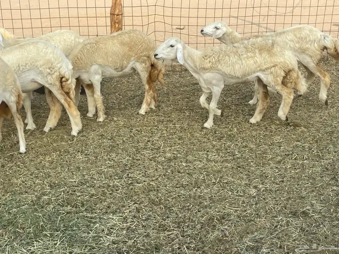 رخال فواخر. 20