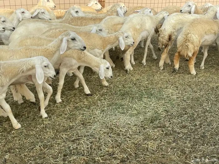 رخال فواخر. 7