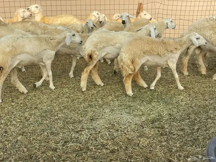 رخال فواخر. 6