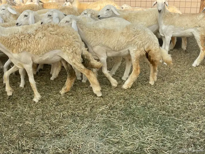 رخال فواخر. 2