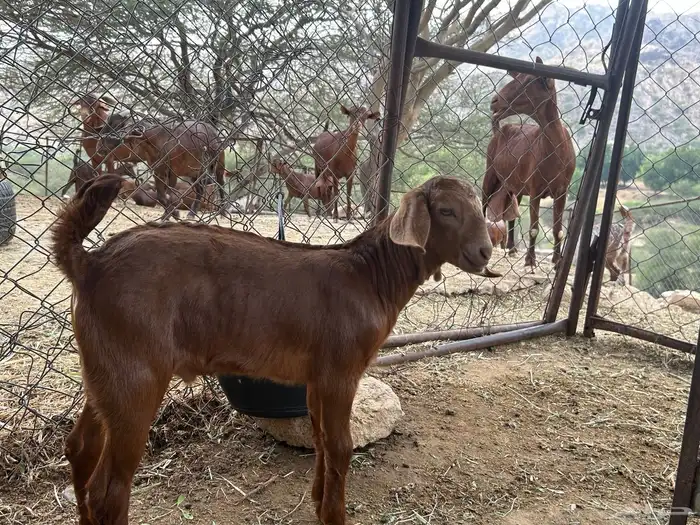 مشروع فحل ادهم 0