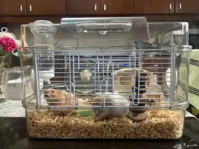Syrian hamster index