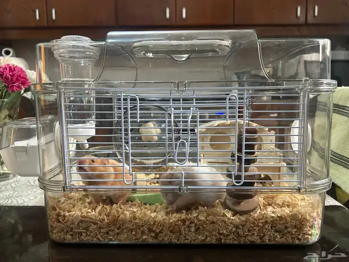 Syrian hamster 0