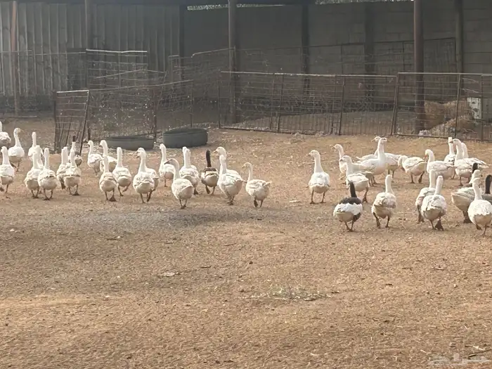 وز بلدي بياض للبيع 0