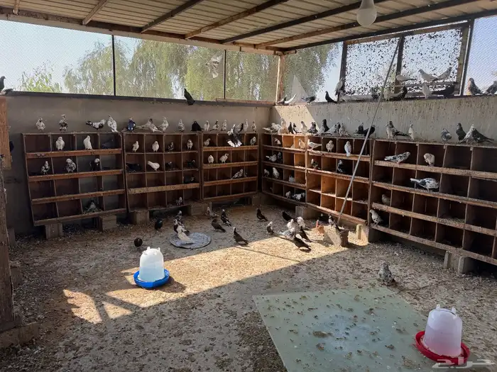 حمام قطايف خرش 0