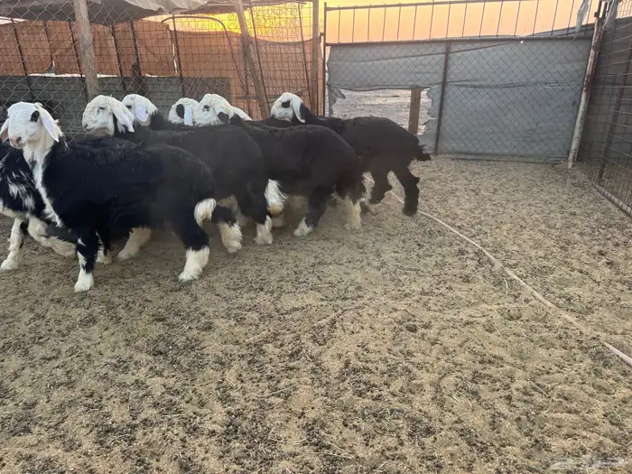 طليان نجد جبر 4