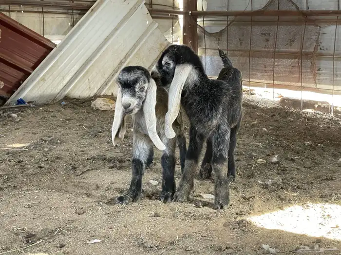 عنز عارضيه متوم بتيس وجفره 4