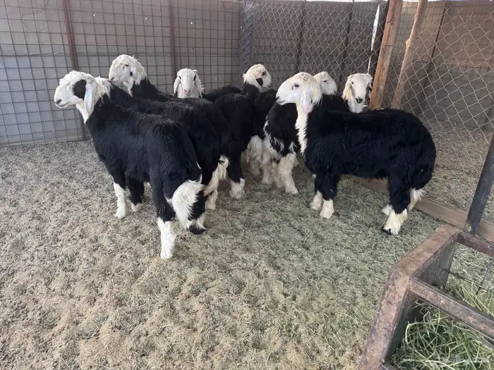 طليان نجد جبر 5