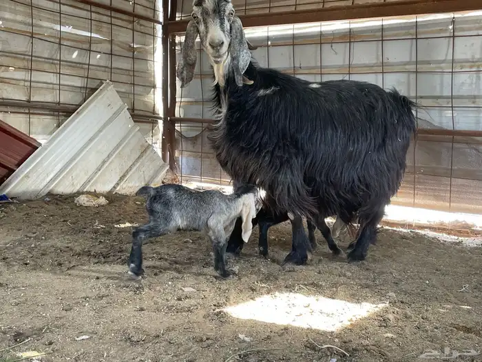 عنز عارضيه متوم بتيس وجفره 0