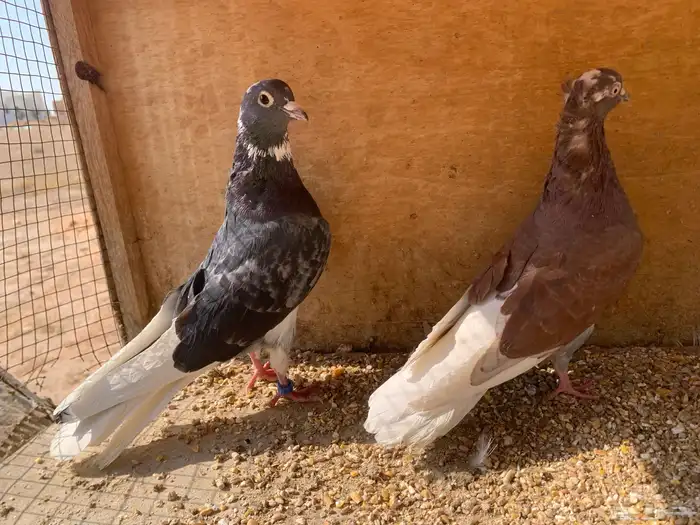 حمام قلابي منتج 0