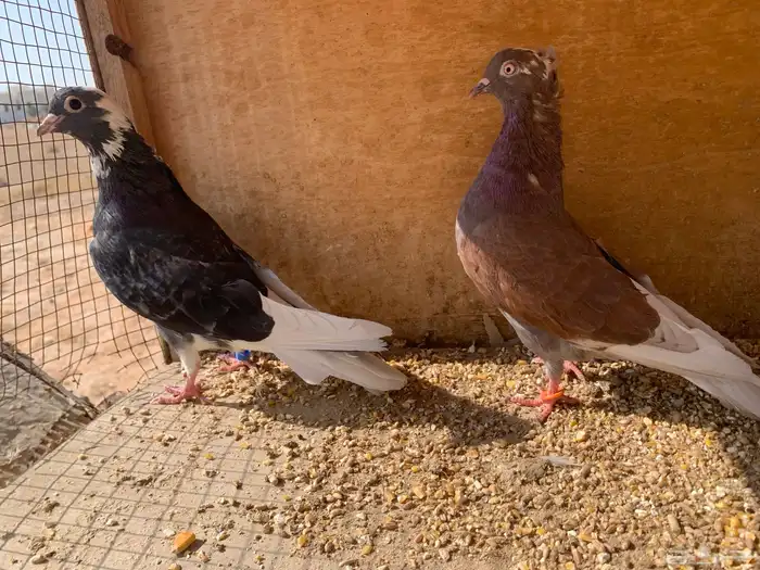 حمام قلابي منتج 2