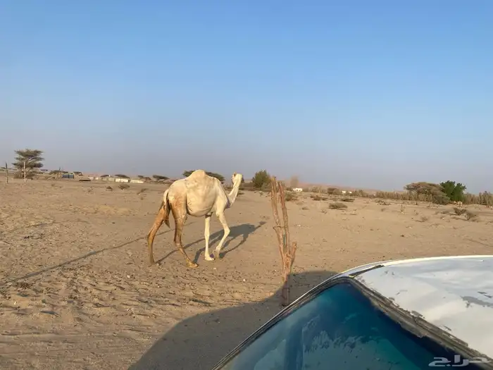 بنت ولد حبيب ملاقي على الساحل منتج 3