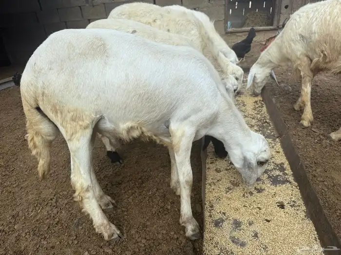 لبيع خرفان 2