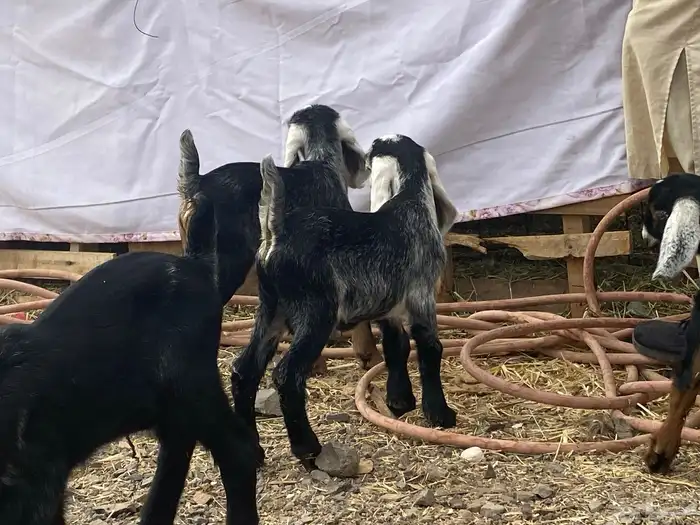 دواغير تيوس عوارض يرضعن من اي شاه 13