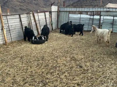 معزى عارضيه index