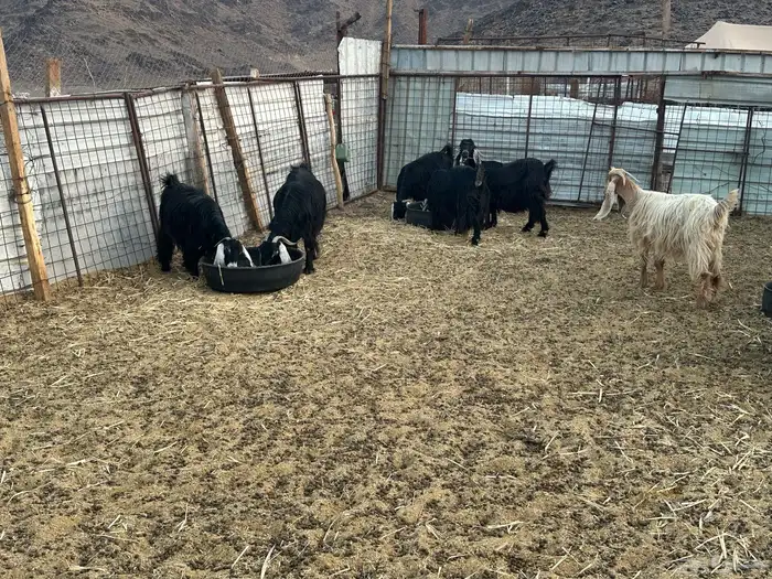 معزى عارضيه 5