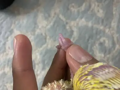 فرخ روز لاتينو index