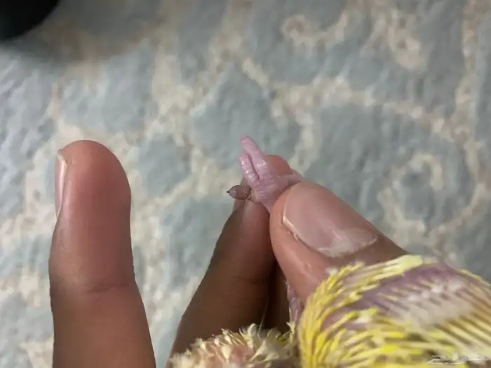 فرخ روز لاتينو 4