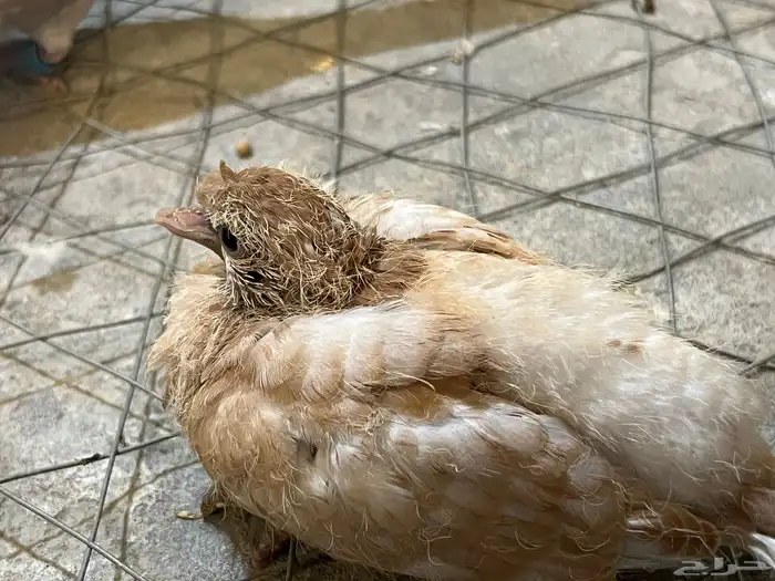 جوز قرزل مع انتاجه 1