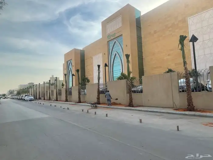 نخيل واشنطونيا للبيع 2