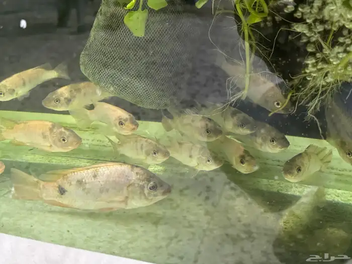 سمك سيكلد افريقي 0