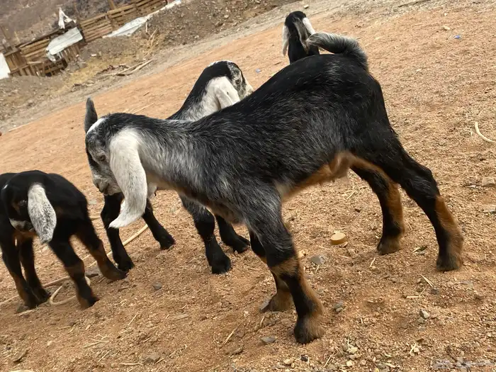 دواغير تيوس عوارض يرضعن من اي شاه 10