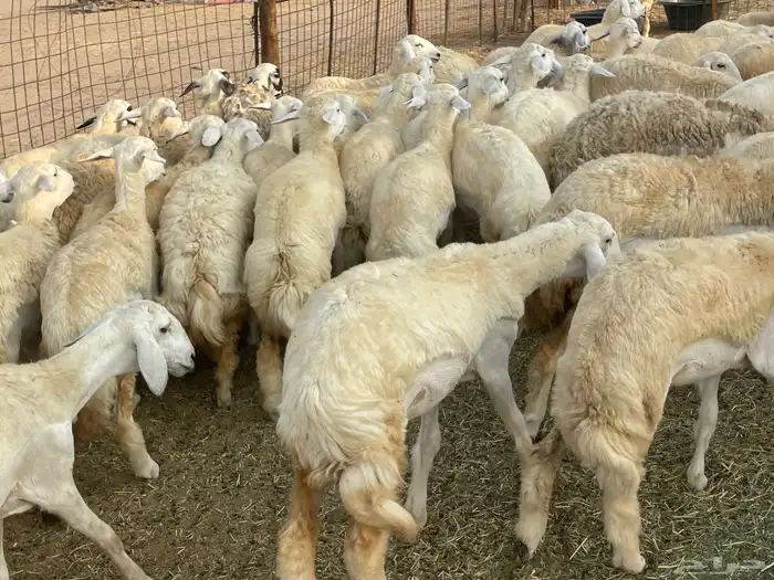 رخال فواخر. 11