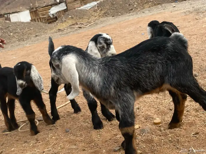 دواغير تيوس عوارض يرضعن من اي شاه 8