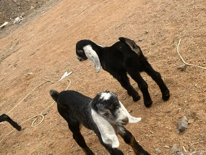 دواغير تيوس عوارض يرضعن من اي شاه 11