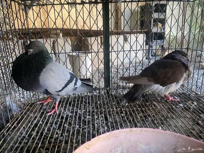 حمام الإسباني 1