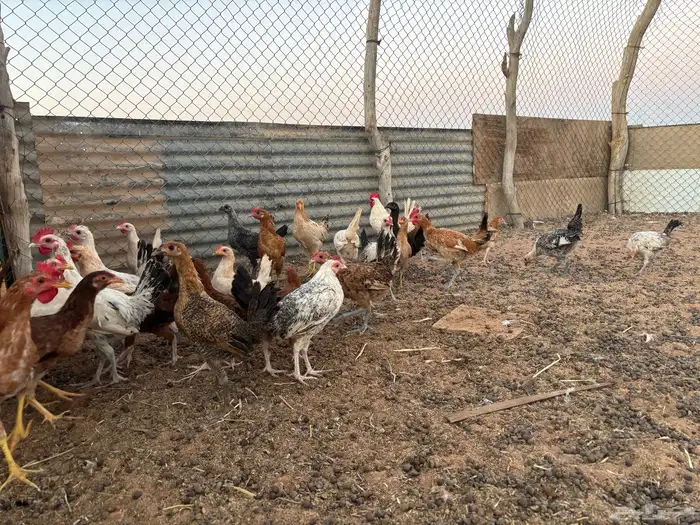 دجاج بشاير العمر من 4 الي خمس تقريبا 3