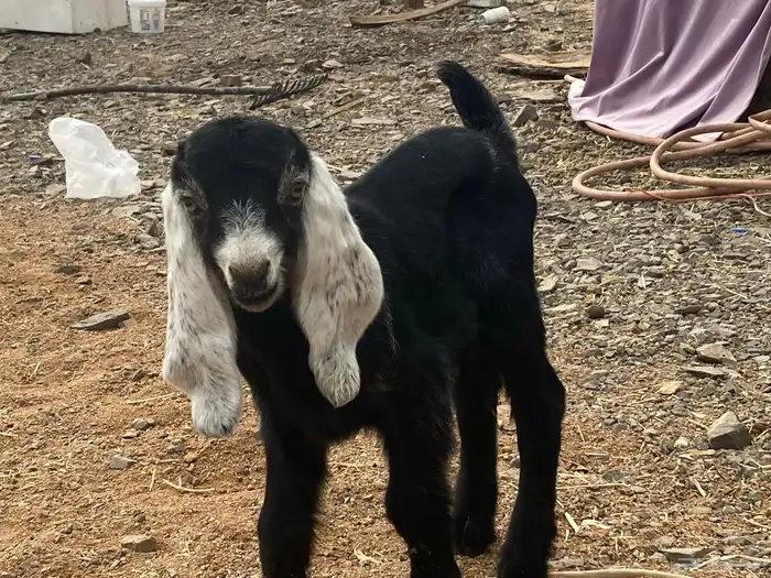 دواغير تيوس عوارض يرضعن من اي شاه 12