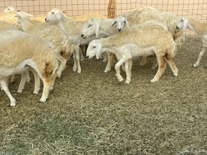 رخال فواخر. 3