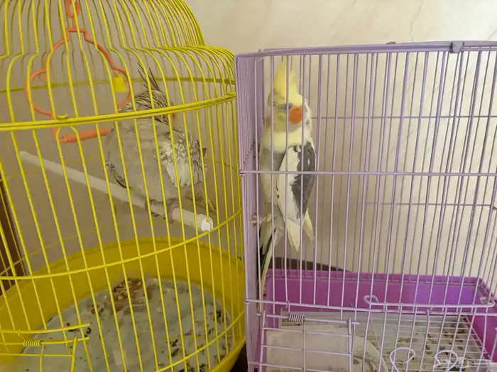 كروان للبيع 9