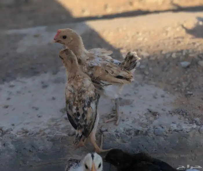 صيصان بلدي العمر شهر 3